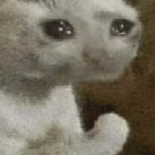 Стикер cotaphushit - 2