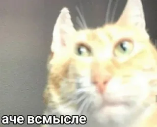 Стикер cotaphushit - 10