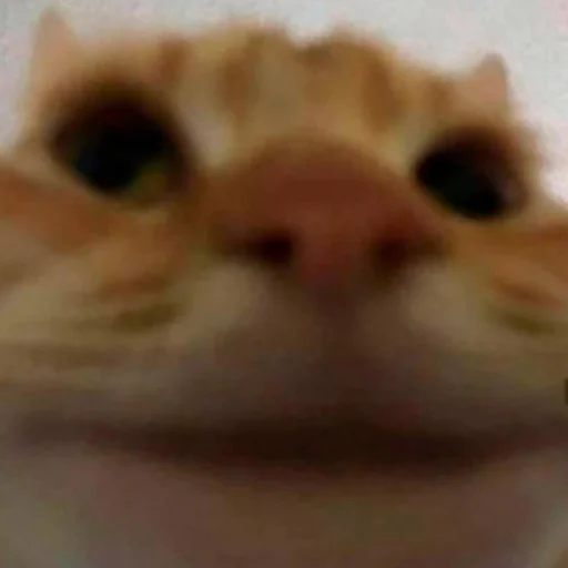 @cotograms  - телеграм канал с котиками ❤️ - 