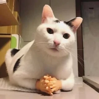 Sticker @cotograms  - телеграм канал с котиками ❤️ - 3