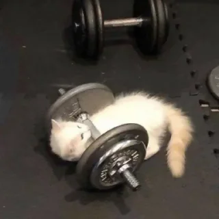 Sticker @cotograms  - телеграм канал с котиками ❤️ - 10