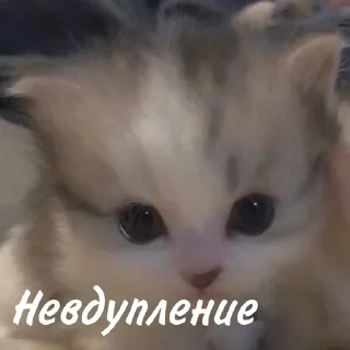 Sticker @cotograms  - телеграм канал с котиками ❤️ - 8