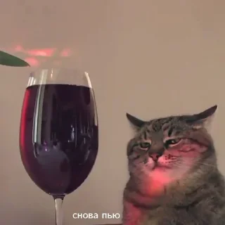 Sticker @cotograms  - телеграм канал с котиками ❤️ - 5