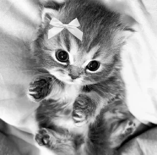 Стикер 𓆩 ᥴᥣ✦ᥙdყ ➩ ◃◁ @wexsavi 👀▷▹ - 5