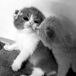 Стикер 𓆩 ᥴᥣ✦ᥙdყ ➩ ◃◁ @wexsavi 👀▷▹ - 8