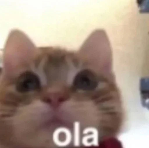 млекопитающее животное кошка