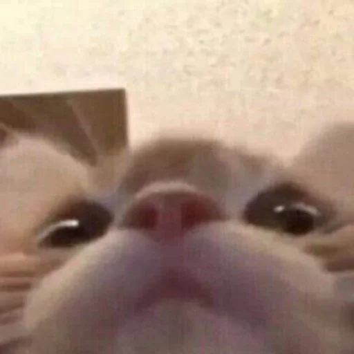 животное млекопитающее кошка