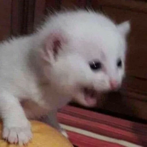 mammal animal small to medium-sized cats