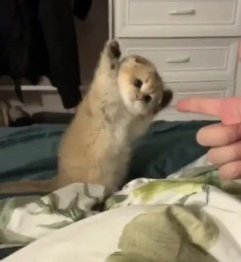 animal mammal indoor