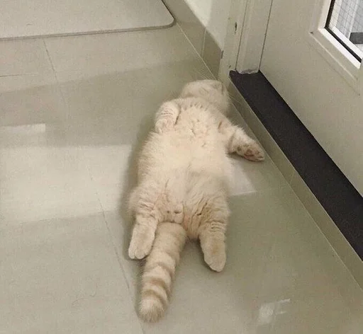 animal indoor felidae