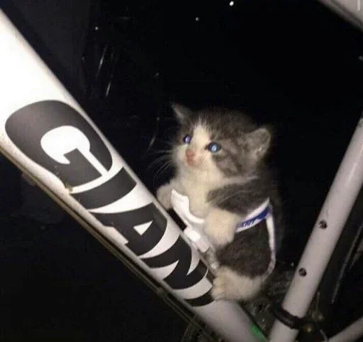 small to medium-sized cats felidae kitten