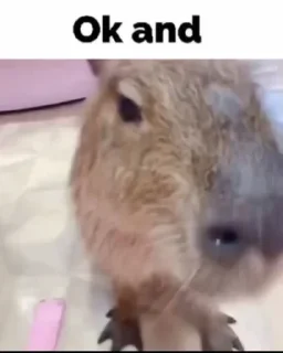 Стикер capybara - 2