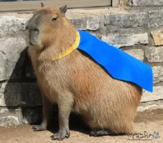 Стикер capybara - 6