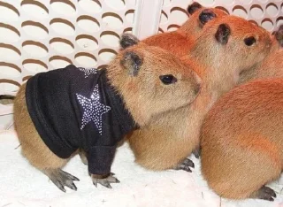 Стикер capybara - 4