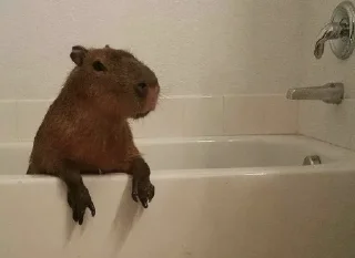 Стикер capybara - 8