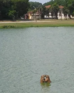 Стикер capybara - 3