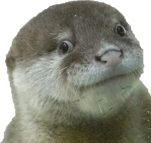 animal mammal otter