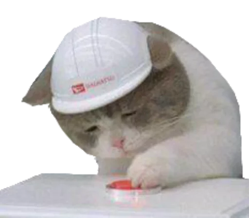 small to medium-sized cats felidae text