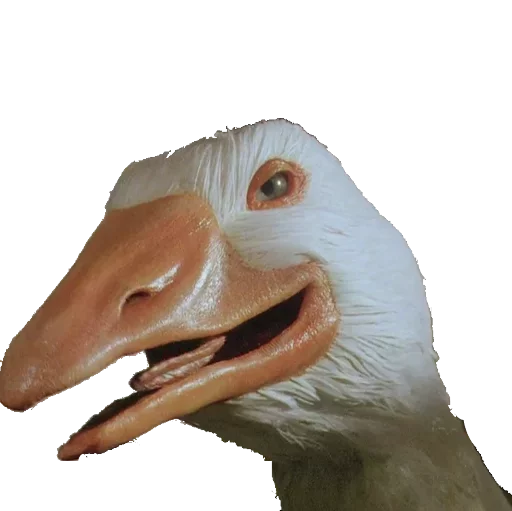 animal bird aquatic bird