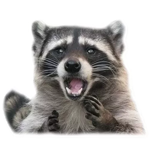 mammal animal raccoon