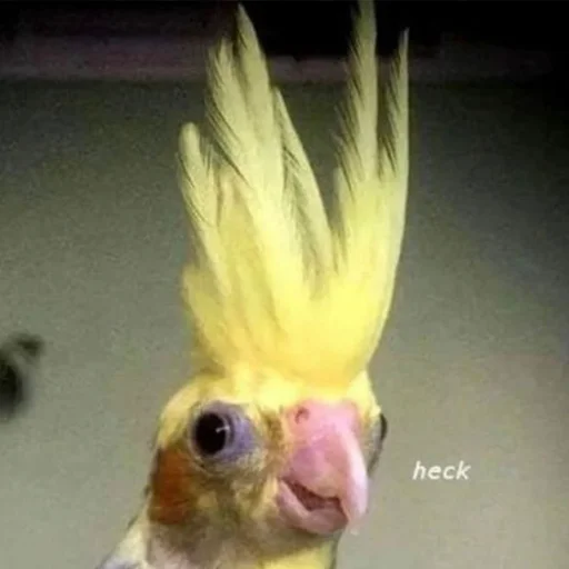 Sticker cringe_animals - 1