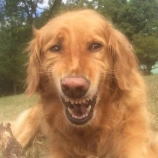 Стикер cringe_animals - 1