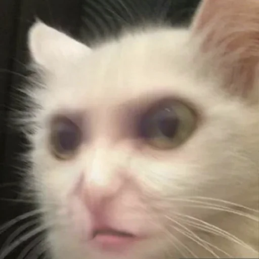 Стикер cringe_animals - 1