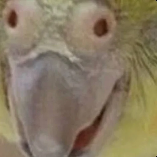 Sticker cringe_animals - 1