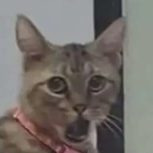 Sticker cringe_animals - 1