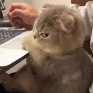 Стикер CriNgE AnimALs - 8