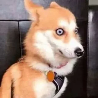 Стикер CriNgE AnimALs - 3