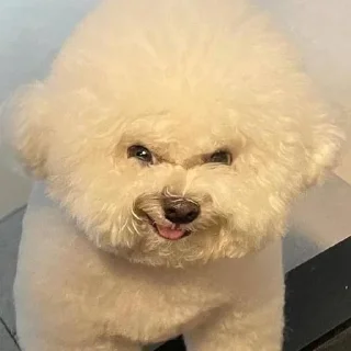 Стикер CriNgE AnimALs - 9