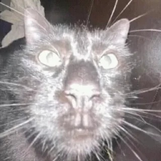 Стикер CriNgE AnimALs - 10