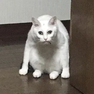 Стикер CriNgE AnimALs - 11