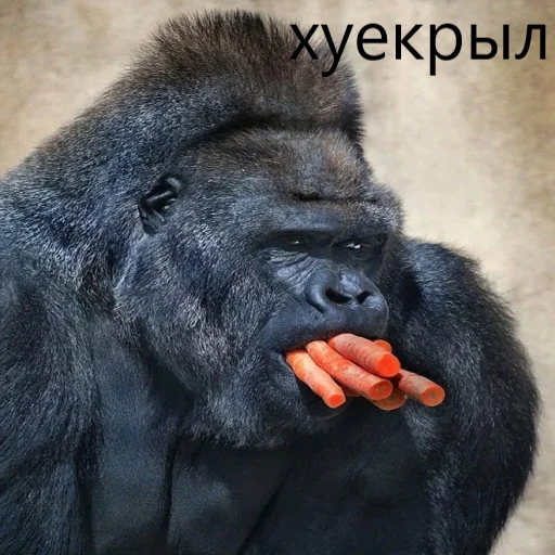 mammal animal primate