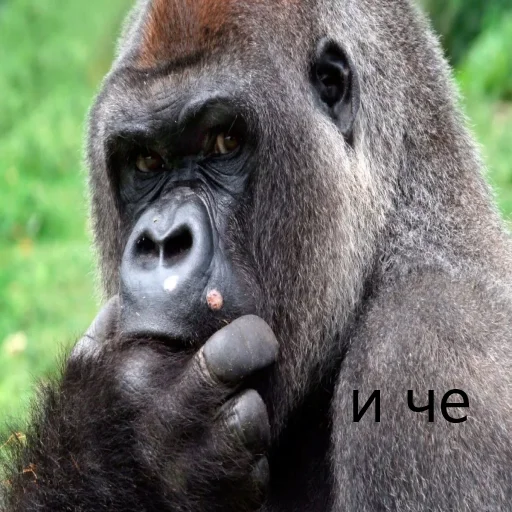 mammal animal primate