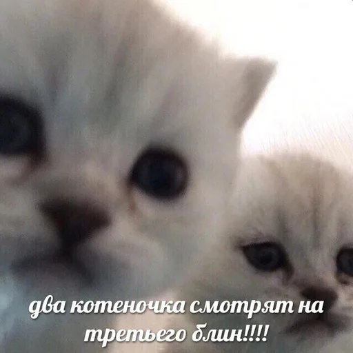 млекопитающее животное кошка