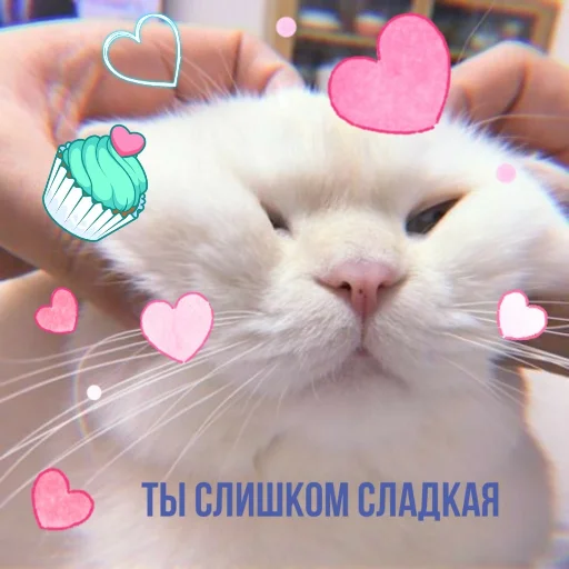 small to medium-sized cats whiskers felidae