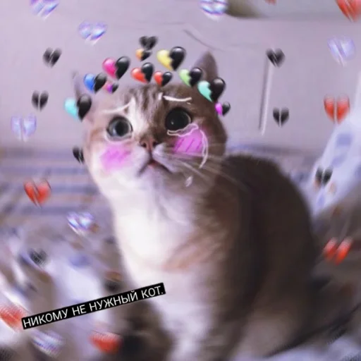 cat small to medium-sized cats domestic cat