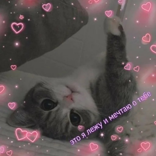 animal mammal small to medium-sized cats