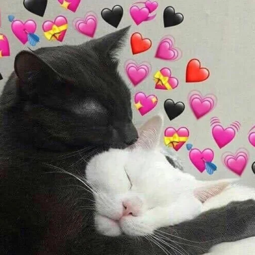 small to medium-sized cats felidae animal