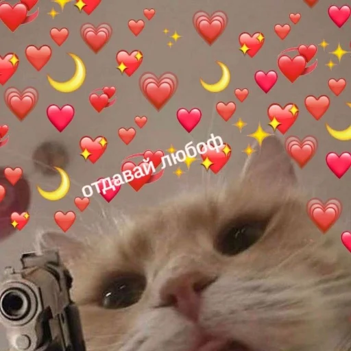 small to medium-sized cats felidae domestic cat