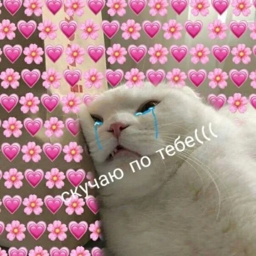 pink animal small to medium-sized cats