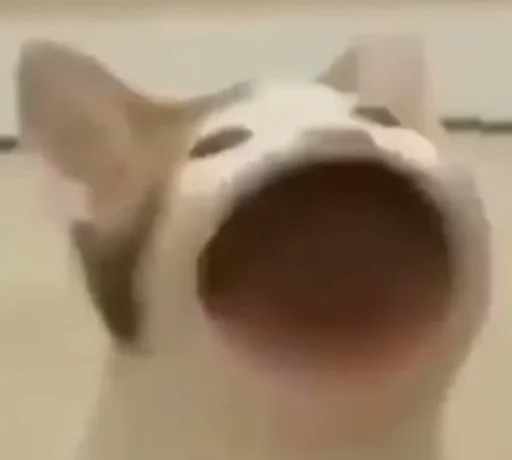 Sticker cryingbananacat - 1