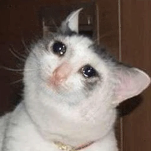 mammal animal indoor