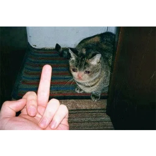 animal mammal domestic cat