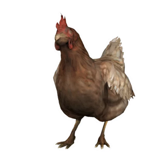 sketch poultry livestock