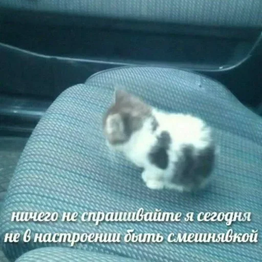 Sticker cubhwz_by_GoStikers_bot - 1