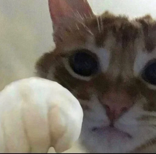 Sticker cubhwz_by_GoStikers_bot - 1