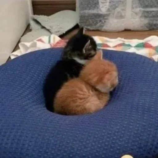 кошки малого и среднего размера комнатный кошачьи